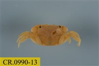 藏品(平背蜞)的圖片